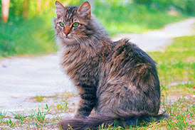 Veterinarian In Southlake Tx Kitten To Cat Hospital