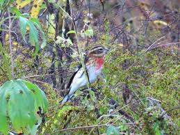 Males have black heads, wings, backs, and tails, and a bright rose colored patch on their white breast. 09 01 2020 Juvenile Male Rose Breasted Grosbeak