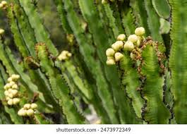 Image result for Euphorbia candelabrum