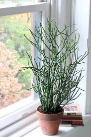 In this article, we provide. Browse Indoor Gardens Gardenista House Plants Indoor Cactus Plants Plants