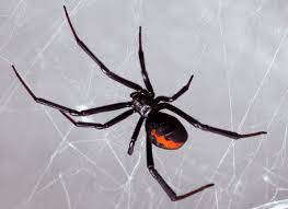 That's usually all you can see from a black widow bite. Spider Identification Spider Control Service Proguard