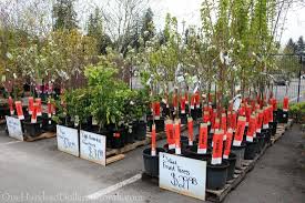 Fruit trees at home depot. Sweet Deals At The Home Depot Plant And Garden Sale One Hundred Dollars A Month