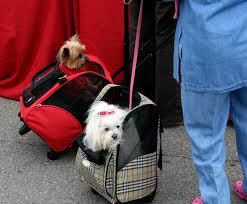 With the exception of a few breed restrictions, you can only travel with cats and dogs. What To Know About Flying With A Dog The How To Dog Blog