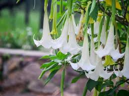 Image result for Brugmansia