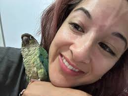 Lost parrot Gonzo in Figtree area near Brentwood Ave and O'Brien's Rd