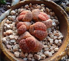 Image result for Trochomeria hookeri
