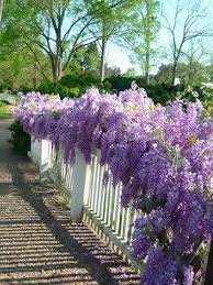 Wisteria On White Fence Plants Fence Plants Garden Vines