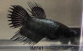 Black Orchid Ct Crown Tail Female Betta Black Orchid Betta Fish Pet