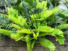 Image result for Fuirena zambesiaca