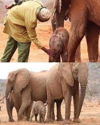 Fourteen years ago, Loijuk, a tiny orphaned elephant, was found struggling  to survive in Kenya's drought-stricken plains. Just five months old and  near death, she was rescued by the dedicated team at