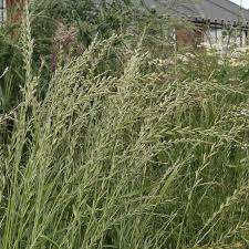 Image result for Lolium multiflorum