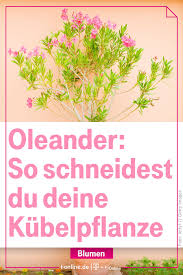 Solange oleander (nerium oleander) reichlich blüht und üppig wächst, ist ein schnitt an sich nicht erforderlich. Pin Auf Garten Pflanzen Und Blumen