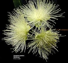 Image result for Myrtaceae
