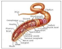 Then, students will experiment with static electricity and read nonfiction passages about lightning and lightning rods. Diagram Earthworms Anatomy Human Brain Diagram