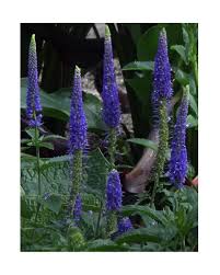 3x Veronica Longifolia Blauriesin Ehrenpreis Garten Pflanzen K P461
