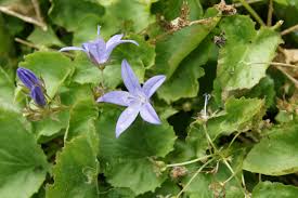 Image result for Wahlenbergia flexuosa