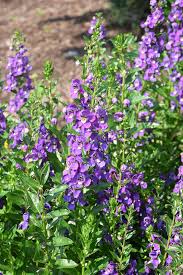 Image result for Angelonia