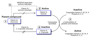 Last updated on tue, 14 aug 2012 | myocardial infarction. Vitamin K Antagonist Wikipedia