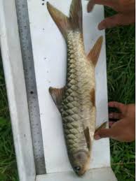 Jika ya, bagaimana cara perhitungannya dan bagaimana cara menghitungnya? Jual Ikan Dewa Mahseer Jurung Kerling Kancra Soro Semah Jual Beli Hewan Jadi Mudah