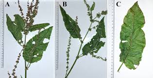 Image result for Rumex ruwenzoriensis