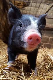 Adam Henson Adamhenson Berkshire Pigs Cute Baby Pigs Pig