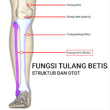 Dari fungsi otak, maka dapat dilihat pada. 13 Fungsi Tulang Betis Penunjukan Struktur Otot Sendi Dan Kerusakan