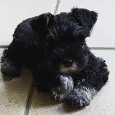 Black And Silver Miniature Schnauzer Max Black And Silver 8 Week Old Mini Schnauzer Posted By Kim Collister Mini Schnauzer Schnauzer Max Black