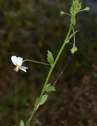 Image result for Hibiscus micranthus