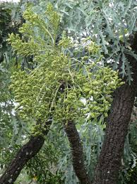 Image result for Cussonia corbisieri