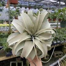 Image result for Commiphora pteleifolia