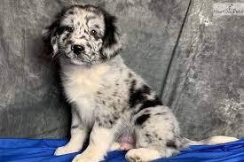 Joan australian shepherd puppy for sale in petland lewis centercolumbus ohio. Australian Shepherd Puppy For Sale Near Akron Canton Ohio 9e94e8d9 2f41