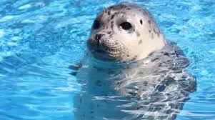 Gulfarium Introduces Baby Seal Pup Wear
