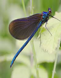 Check out our dragonflies for luck selection for the very best in unique or custom, handmade pieces from our shops. The Meaning Of A Dragonfly What Does A Dragonfly Symbolize
