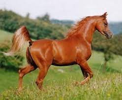 افضل انواع الخيول العربية الاصيلة مع توضيح مميزات كل نوع مشاريع صغيرة