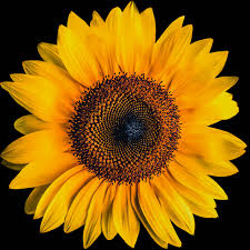 Yellow sunflower with black background hd wallpaper. Sunflower Wallpaper 4k Black Background Yellow Flower 5k Flowers 2299
