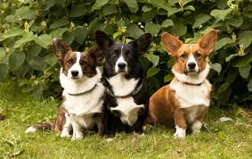 Learn all about cardigan welsh corgi breeders, adoption health, grooming, training. Welsh Corgi Cardigan Hunde