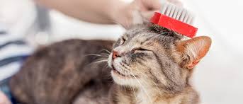 How are ear infections in cats treated? Hygiene And Grooming Tips For Your Kitten Royal Canin