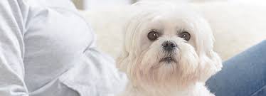 There are a range of pet insurance products to suit a variety of pet's needs, and different budgets too. Rspca Dog Insurance Get A Quote Rspca