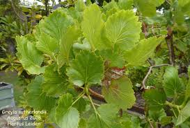 Image result for Greyia