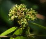 Image result for Rutidea