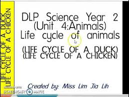 Quiz (science dlp year 2) quiz based on kssr semakan topics. Year 2 Science Dlp Life Cycle Of A Chicken And A Duck Youtube