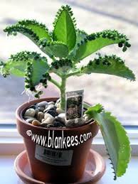 Pin On Gardening Inside Houseplants Diy Things