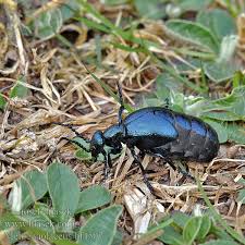 Určitě by je lidé neměli zabíjet, vysvětluje odborník. Olkafer Oleica Fioletowa Majka Majka Fialova Meloe Violaceus