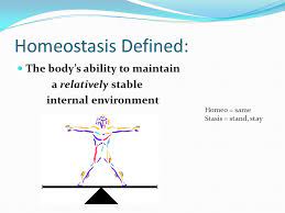 Unit 1 Homeostasis Introduction Ppt Video Online Download
