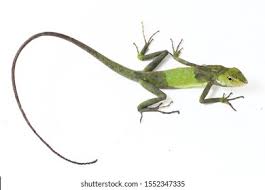 Image result for Urochloa jubata