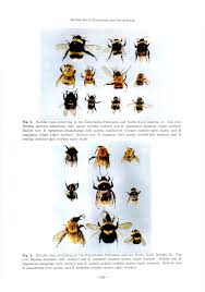 Image result for Bombus cingulatus