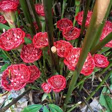 Image result for Etlingera