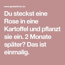 Pin Auf Garten