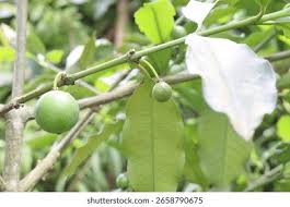 Image result for Garcinia kingaensis
