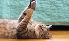 ‪How Long Do Cats Live? | Chewy‬‏